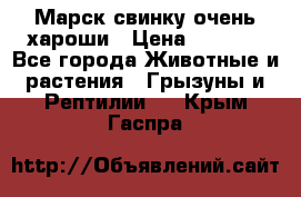Марск свинку очень хароши › Цена ­ 2 000 - Все города Животные и растения » Грызуны и Рептилии   . Крым,Гаспра